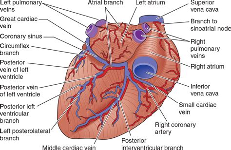 Posterior left ventricular artery .